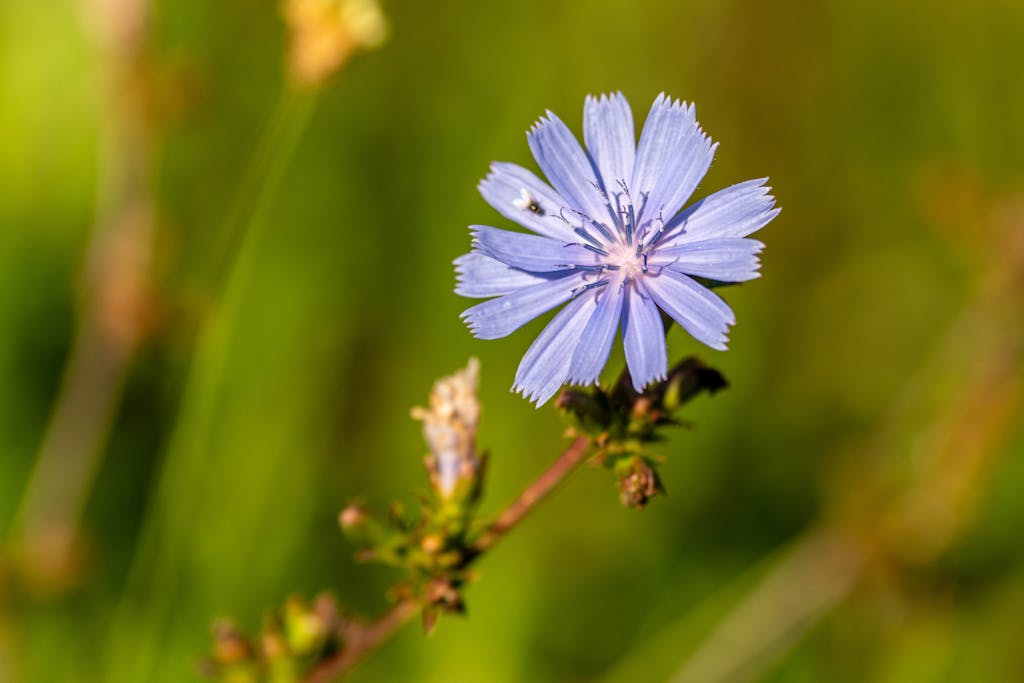 Vibrant blue chicory flower with blurred green background, showcasing natural beauty.